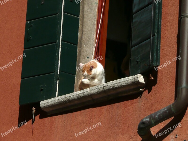 Cat Windowsill Window Animal Pet