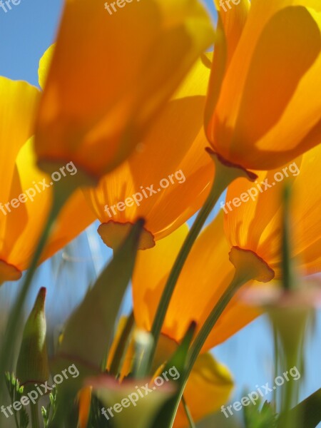 California Poppies Poppies Flower Orange Translucent