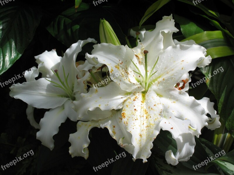 Lilies Asian Lilies Bloom White Floral