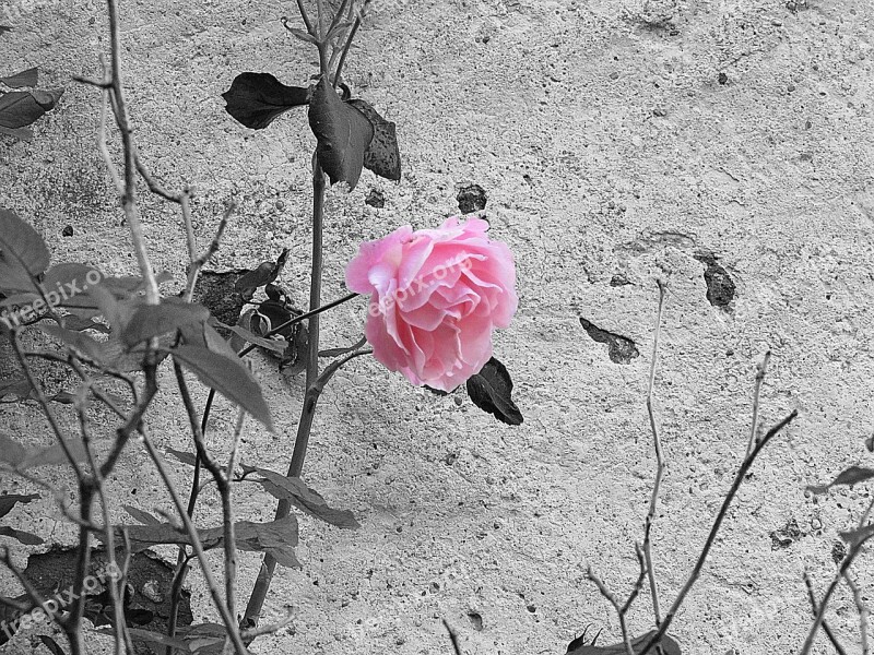 Rose Pink Black And White Flower Pink Roses