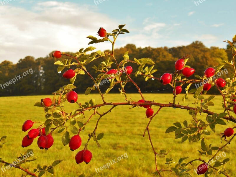 Rose Hips Autumn Meadow Free Photos