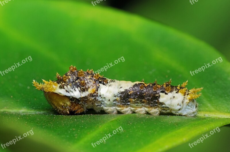 Caterpillar Macro Nature Wildlife Free Photos