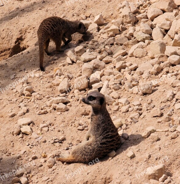 Meerkat Animal Wildlife Nature Wild