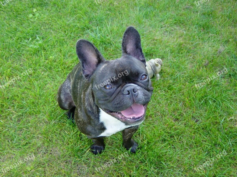 Dog French Bulldog Pet Free Photos