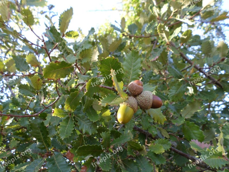 Acorns Tree Field Free Photos