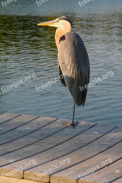 Bird Egret Gray Dock Sunset