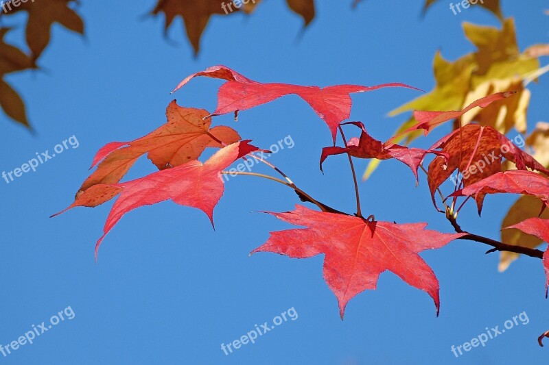 Foliage Nature Fall Leaves Contrast