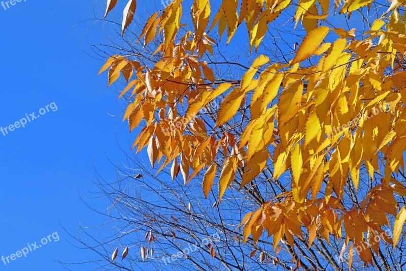 Foliage Leaves Nature Fall Light