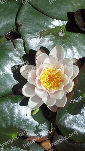 White Lily Pad Flower Free Photos