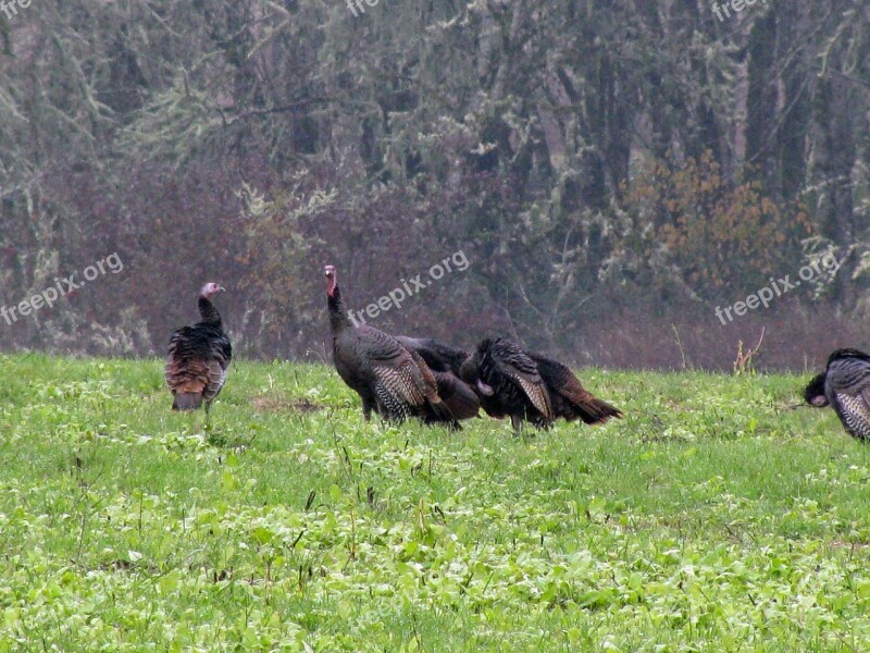 Turkey Wild Turkey Gobbler Nature Bird