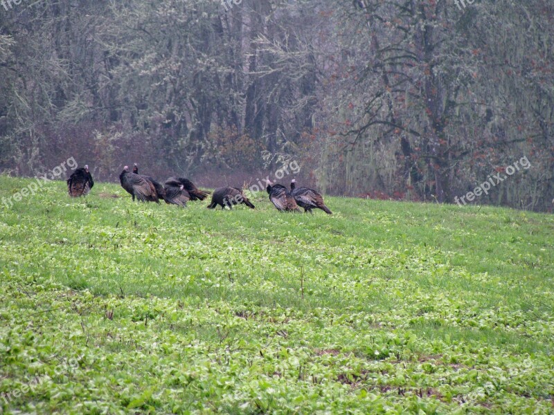 Turkey Wild Turkey Wildlife Bird Gobbler