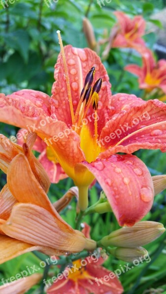 Flowers Color Red Flower Blossom Flower Bud