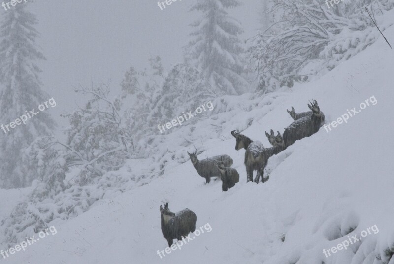 Chamois Herd Mountain First Snow Mammal