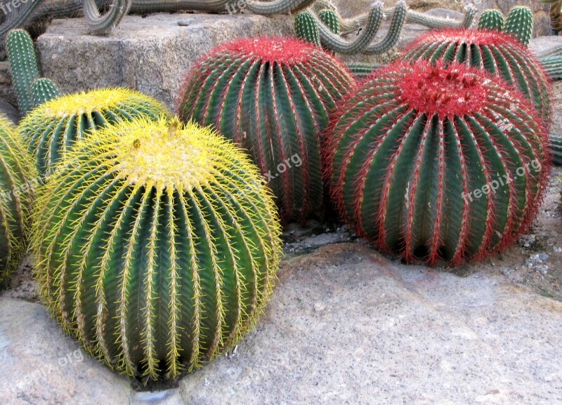 Cactus Botanical Garden Nong Nooch Thailand Tropical Plants Nature