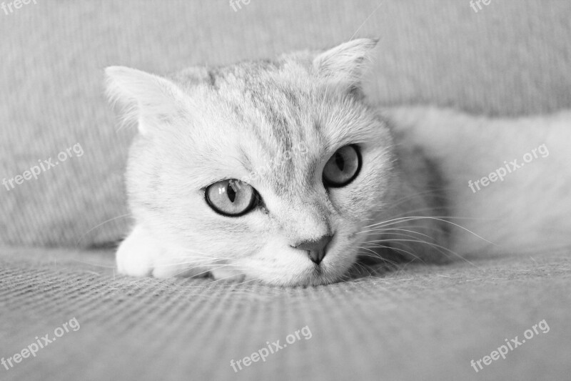 Pets Cat Folds Black And White Photo Free Photos