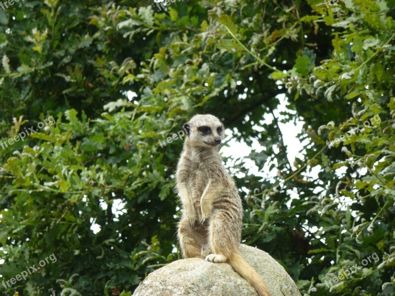 Meerkat Animals Cute Wildlife Nature