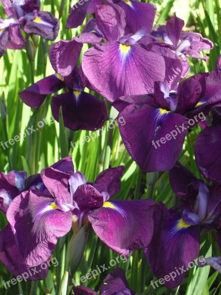 Purple Flower Iris Botanical Free Photos