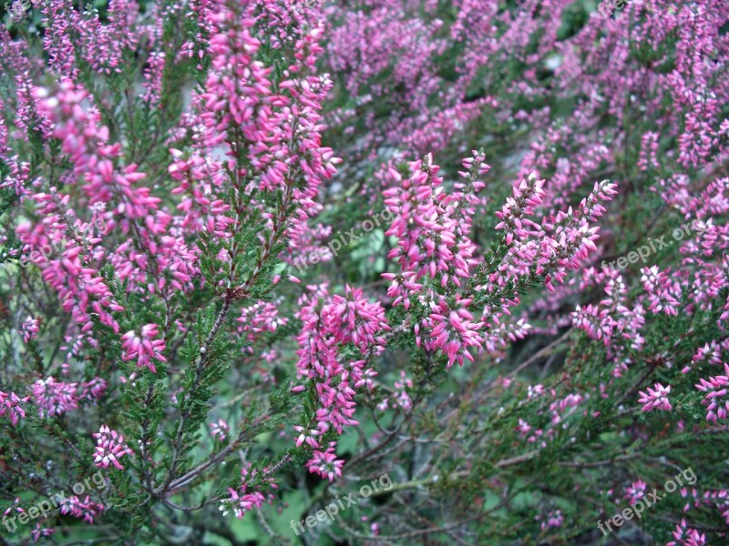 Pink Heath Moorland Heather Free Photos