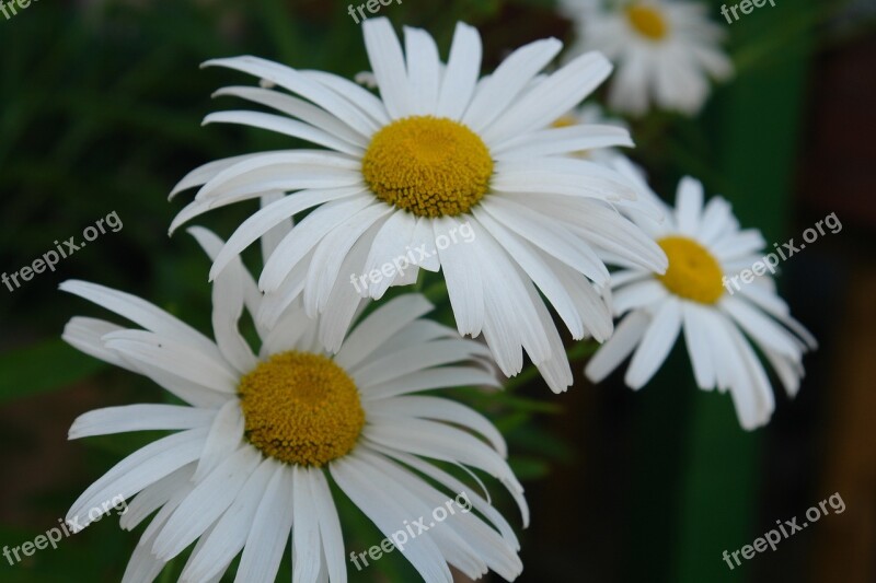 Flower Daisy Close-up White Summer