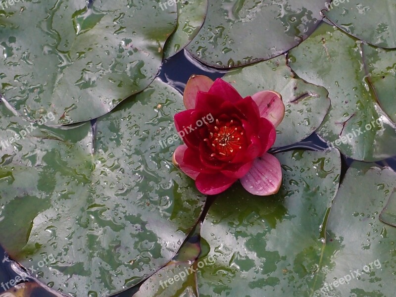 Waterlily Flower Nature Plant Lily