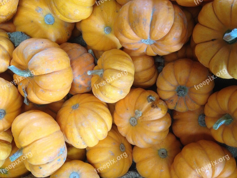 Pumpkins Squash Gourds Food Thanksgiving