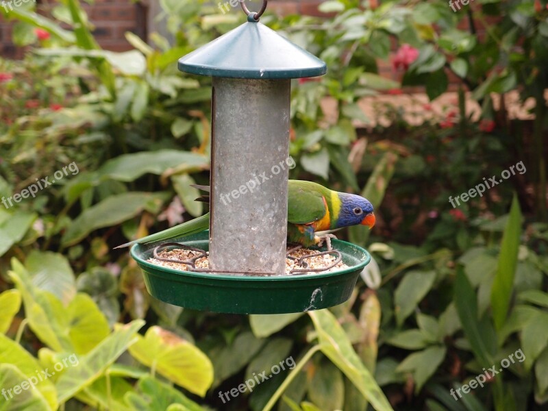 Parrot Bird Feeding Animal Wildlife