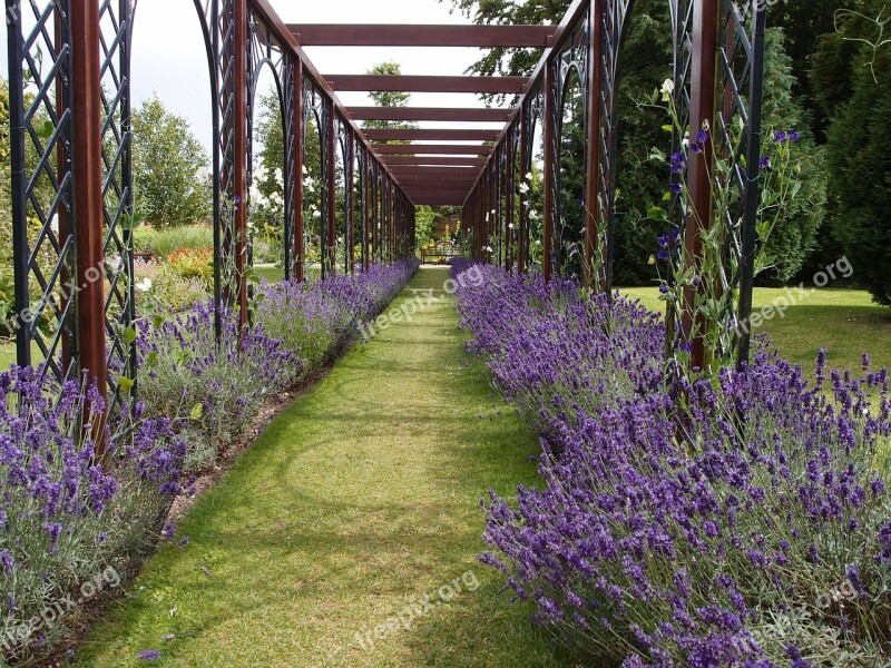 Lavender Flower Plant Floral Flora