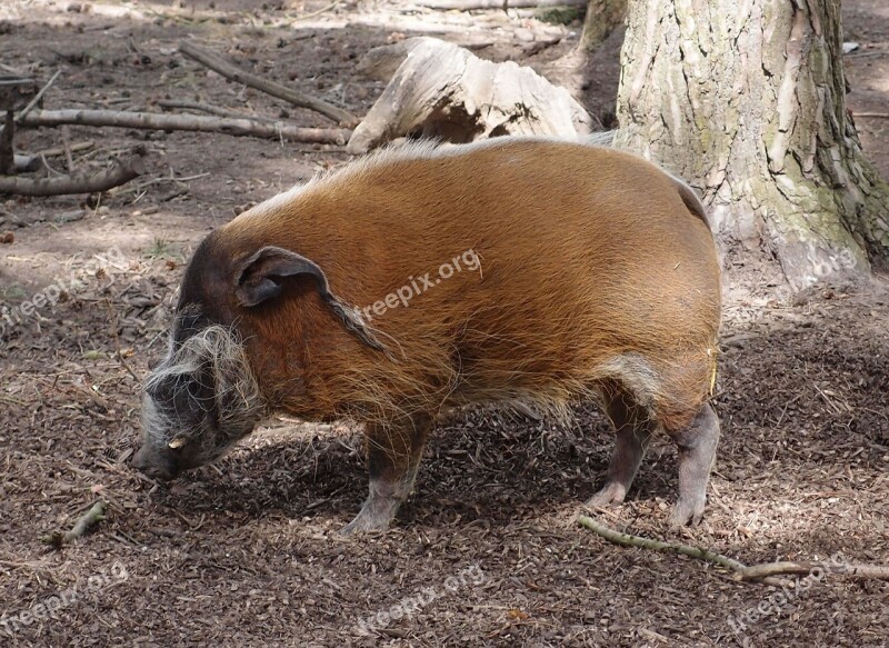 Hog Pig Wildlife Animal Nature