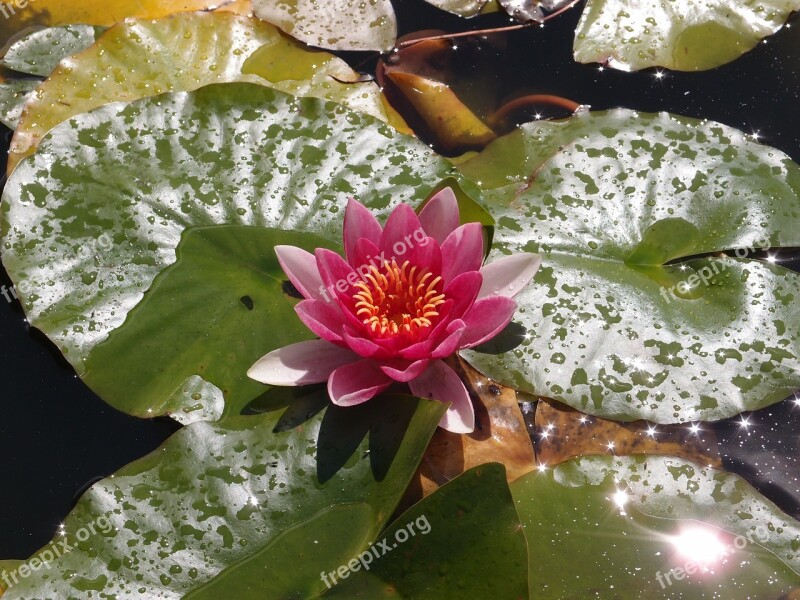 Water Lily Lily Pond Water Nature