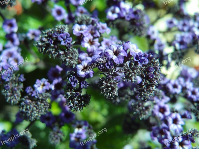 Flower Lilac Violett Nature Plant