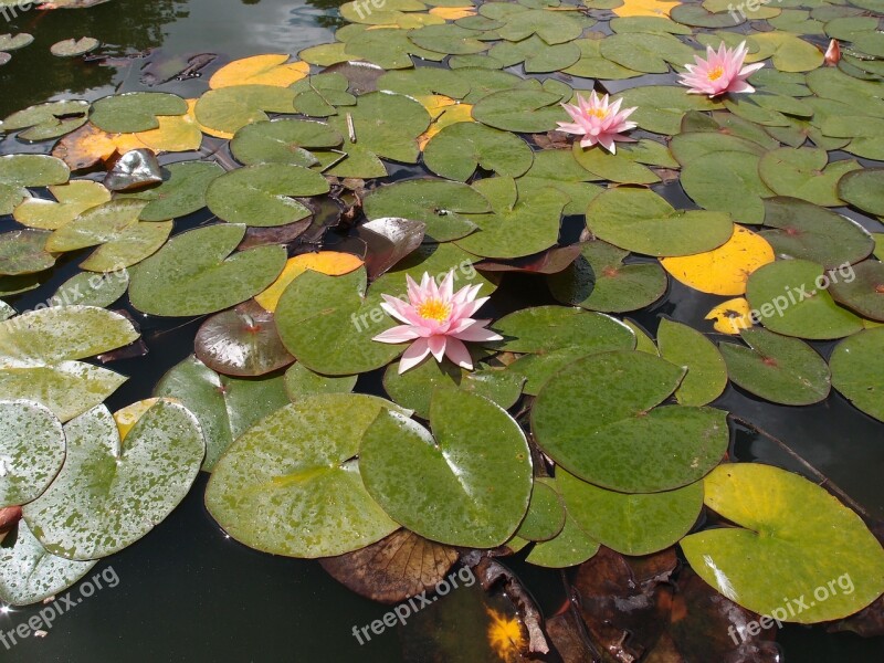 Water Lily Lily Pond Water Nature