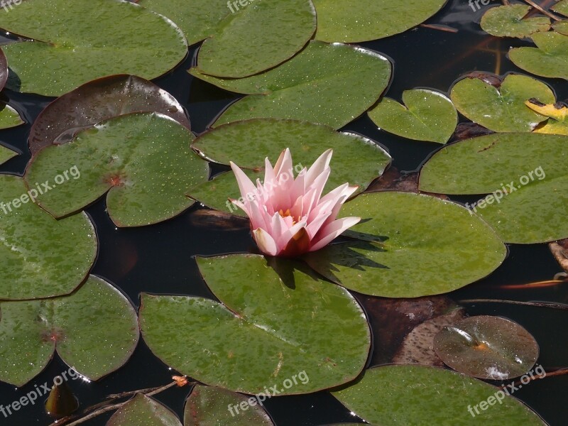 Water Lily Lily Pond Water Nature