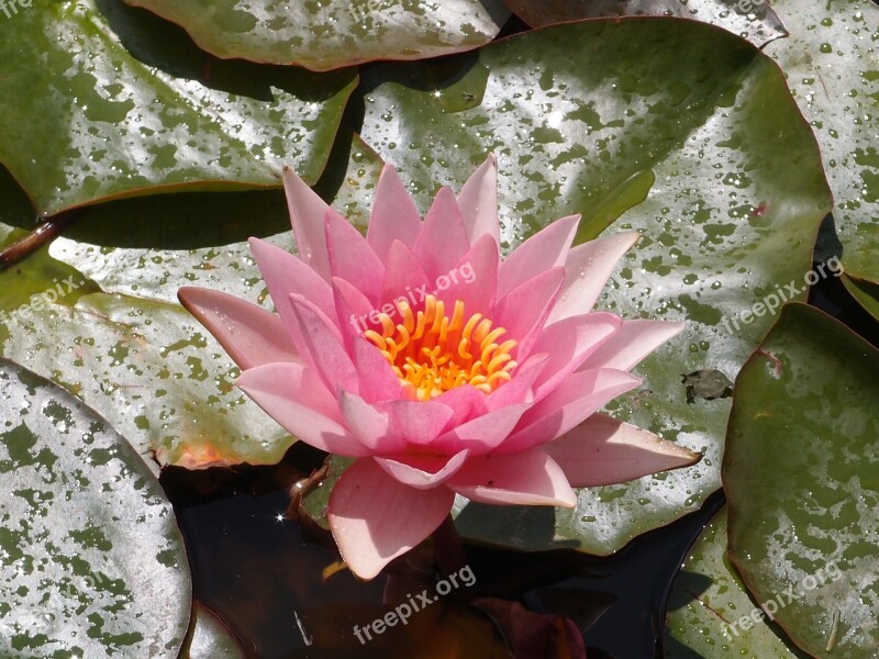 Water Lily Lily Pond Water Nature