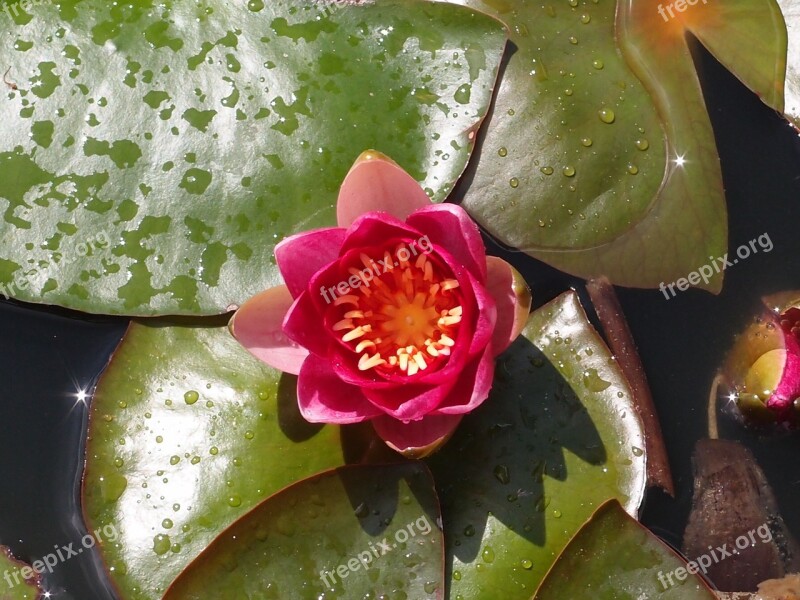 Water Lily Lily Pond Water Nature