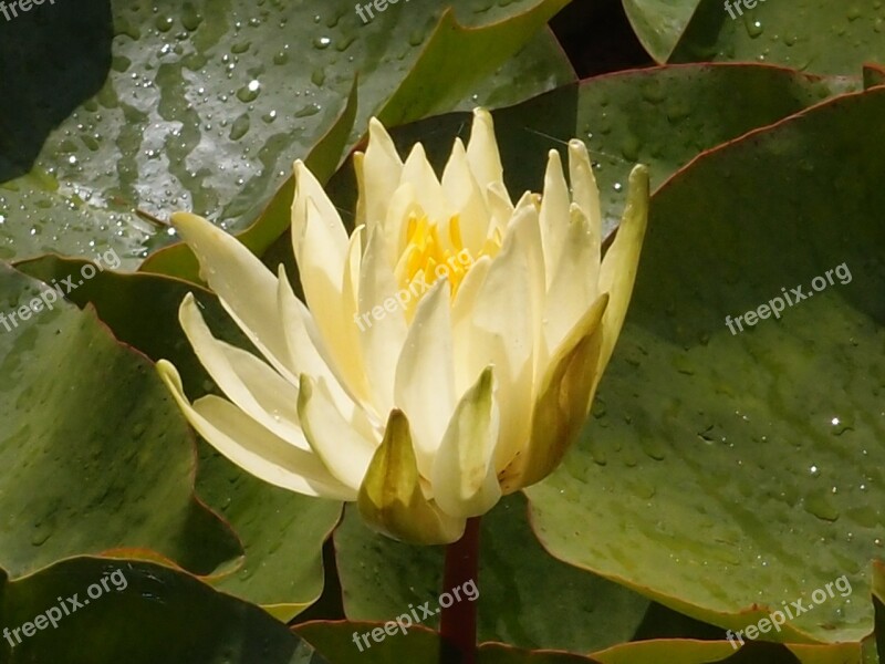 Water Lily Lily Pond Water Nature