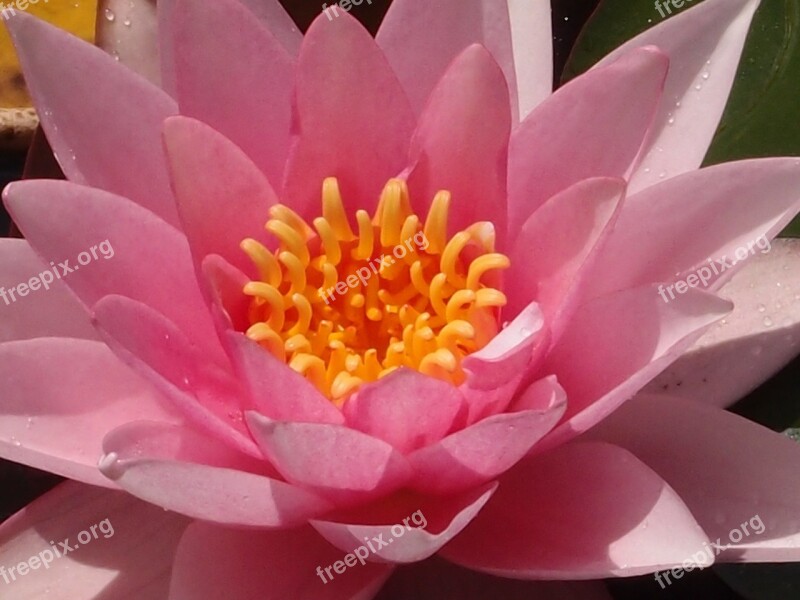 Water Lily Lily Pond Water Nature