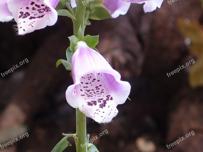 Digitalis Foxglove Flower Lilac Nature