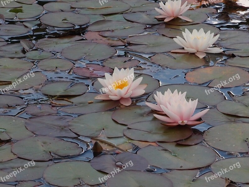 Water Lily Pond Plant Flower Nature Pond