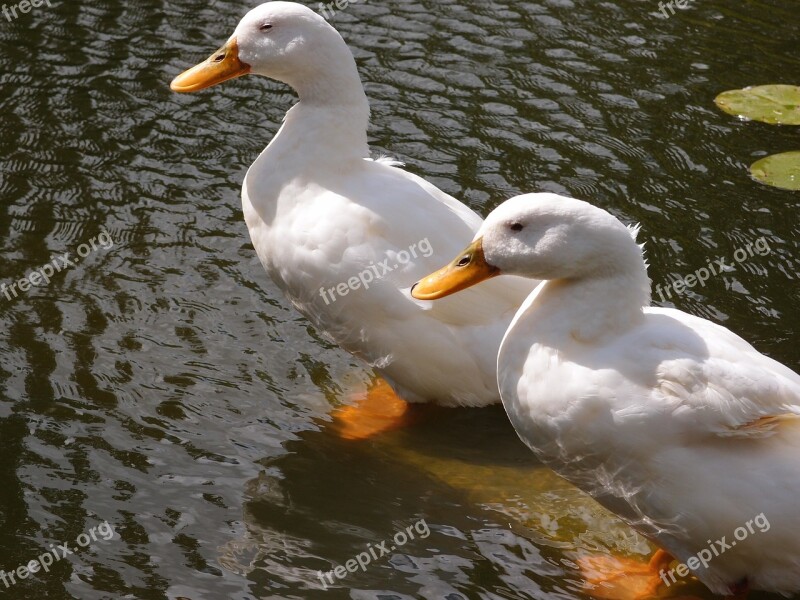 Ducks Water Animal Bird Nature