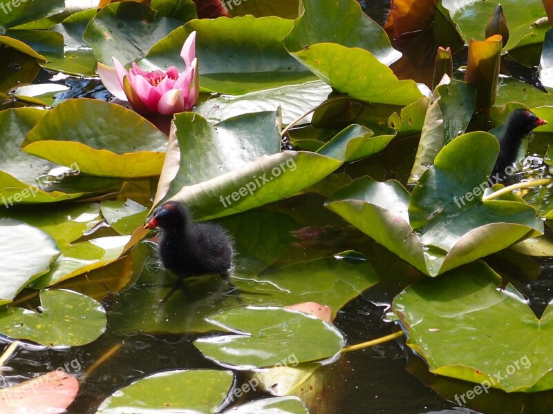 Waterlily Flower Nature Plant Lily