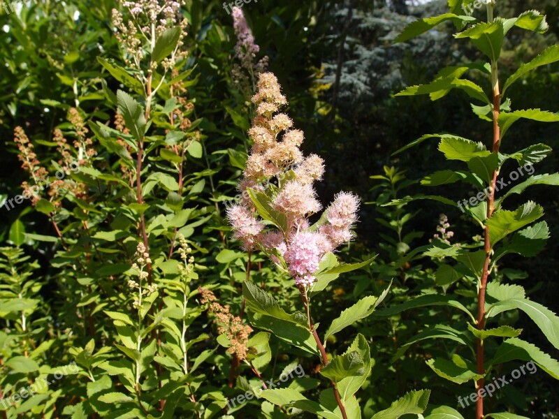 Flower Nature Plant Floral Flora