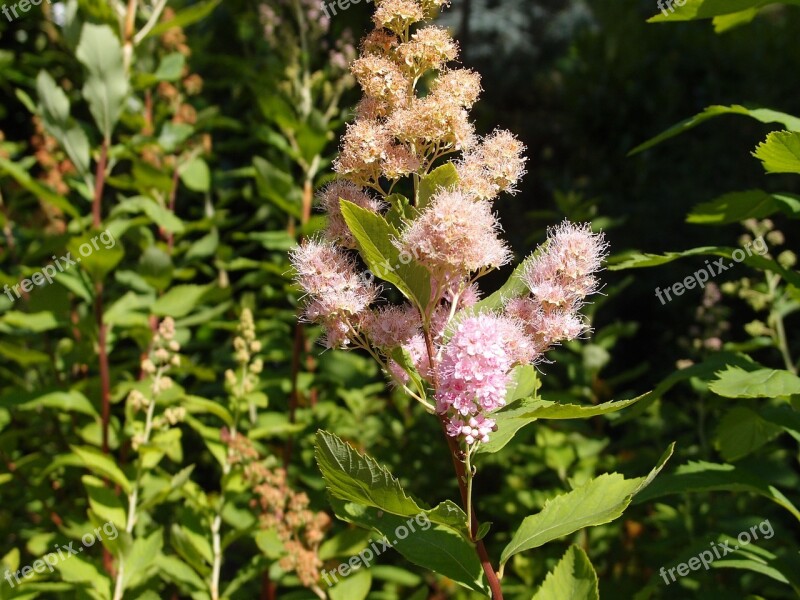 Flower Nature Plant Floral Flora