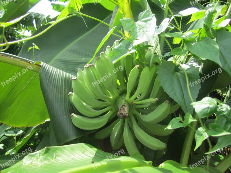 Banana Green Leaf Summer Free Photos