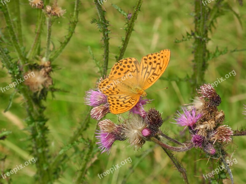 Vanessa Cardui Flower Nature Green Free Photos