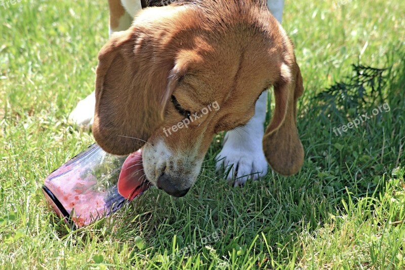 Dog Grass Licking Free Photos