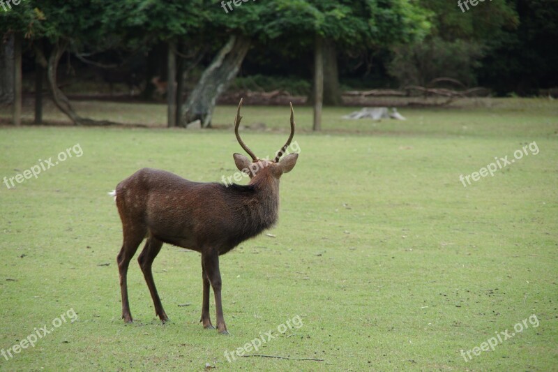 Deer Nara Field Free Photos