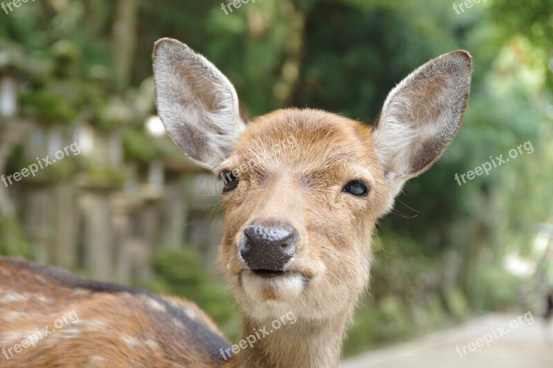 Deer Nara Face Of Deer Free Photos