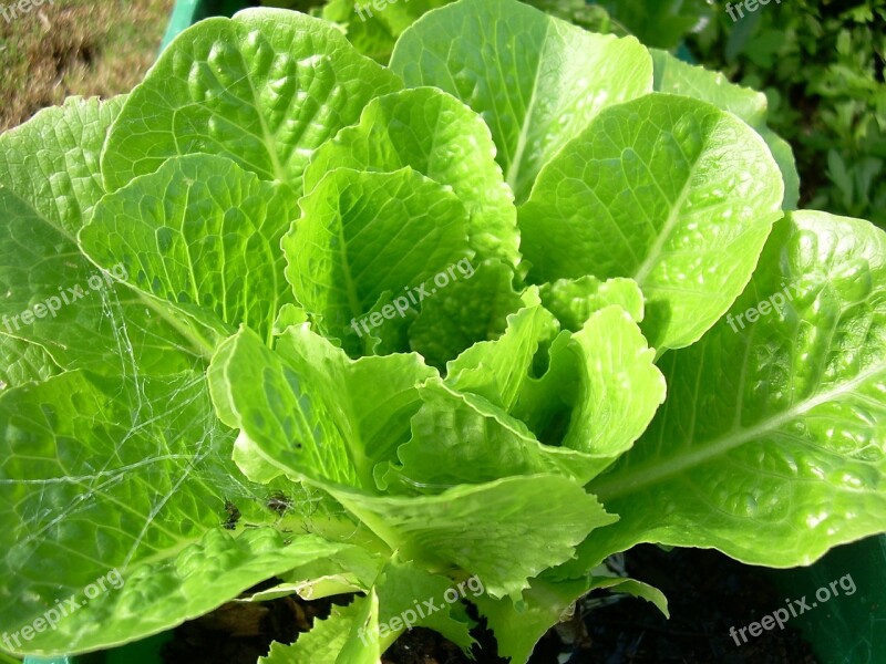 Lettuce Food Natural Vegetable Healthy