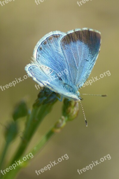 Butterfly Nature Insect Garden Flower