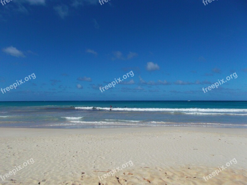 Beach Macaw Blue Free Photos